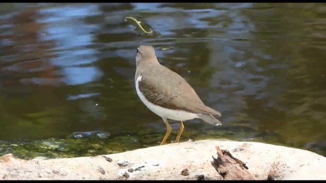 Набережник плямистий - ML646521250