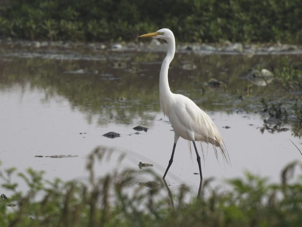 Great Egret - ML646521251