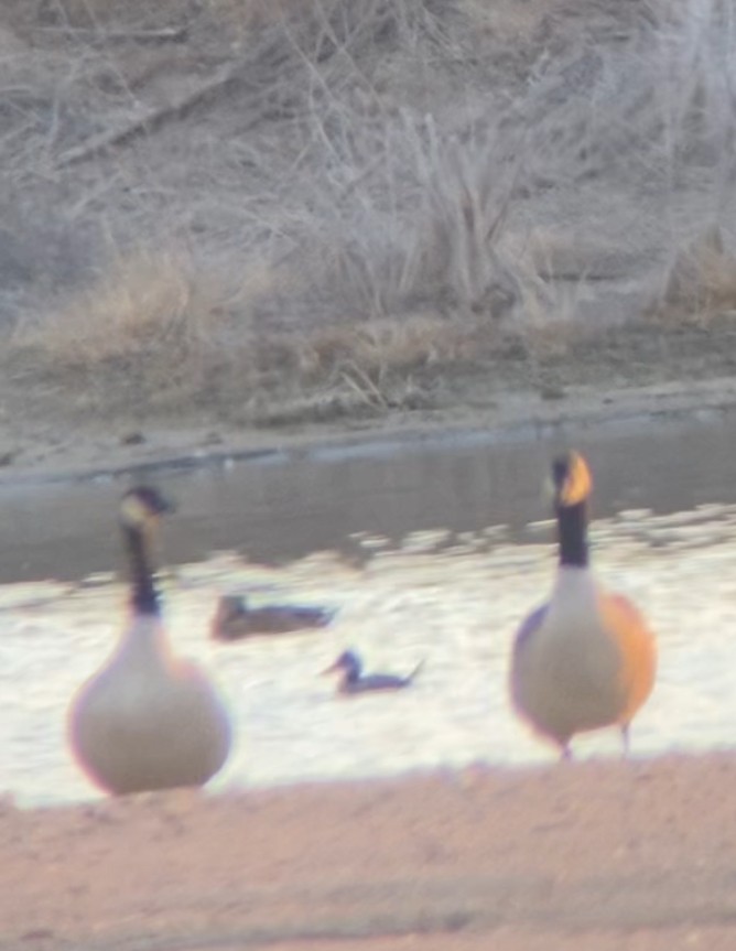 アカオタテガモ - ML646521253