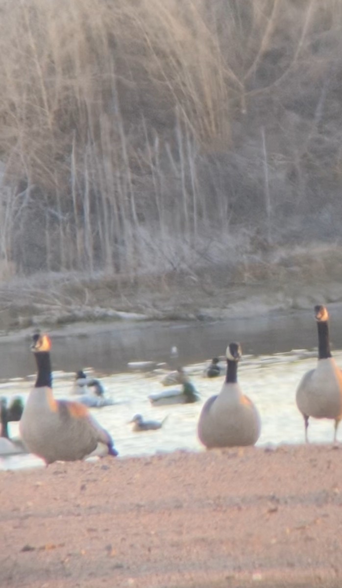 アカオタテガモ - ML646521254