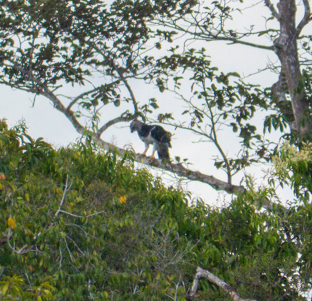 Harpie féroce - ML646521255