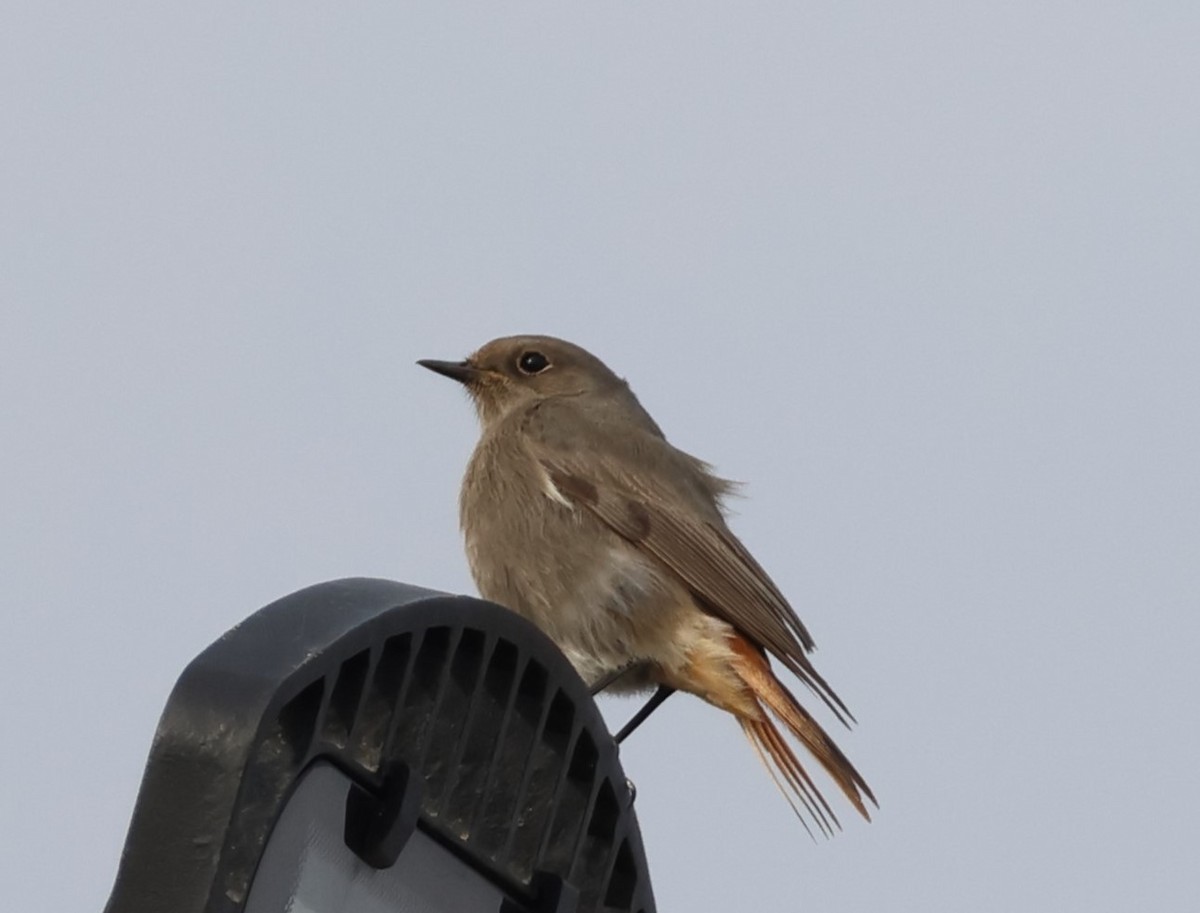 Мойлон гал сүүлт - ML646521256