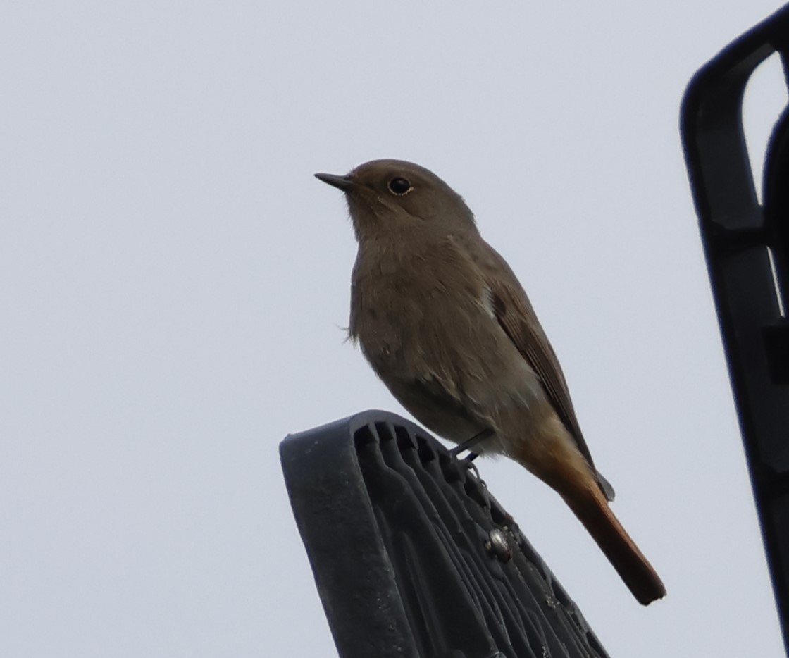 Мойлон гал сүүлт - ML646521257