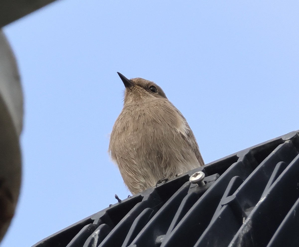 Мойлон гал сүүлт - ML646521258