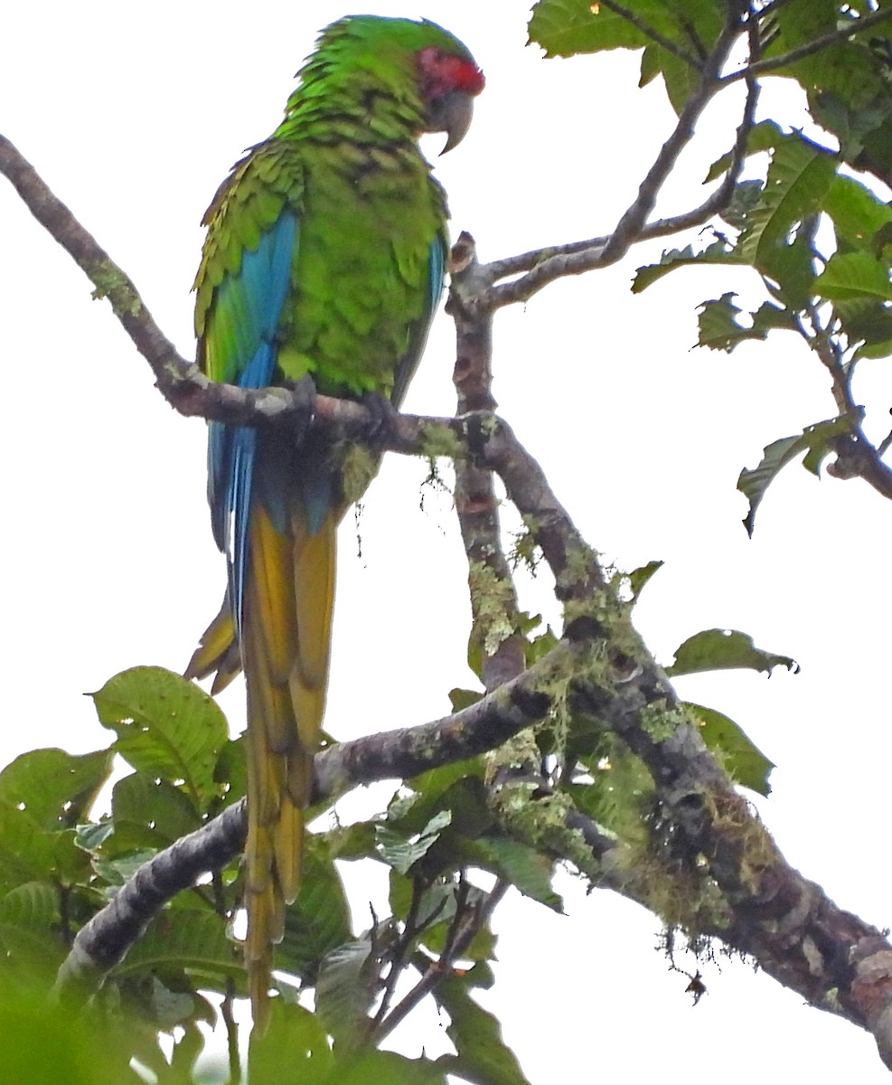 Soldatenara - ML646521260