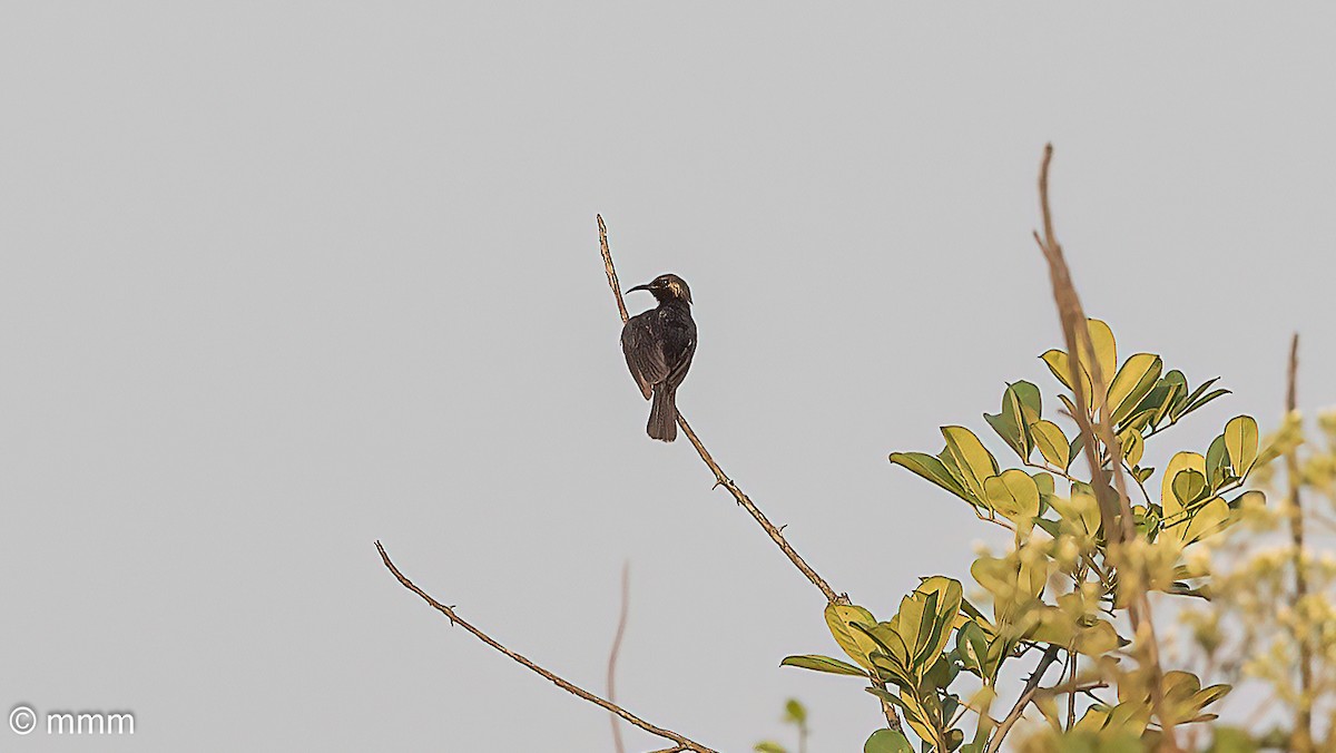 Медная нектарница - ML646521263