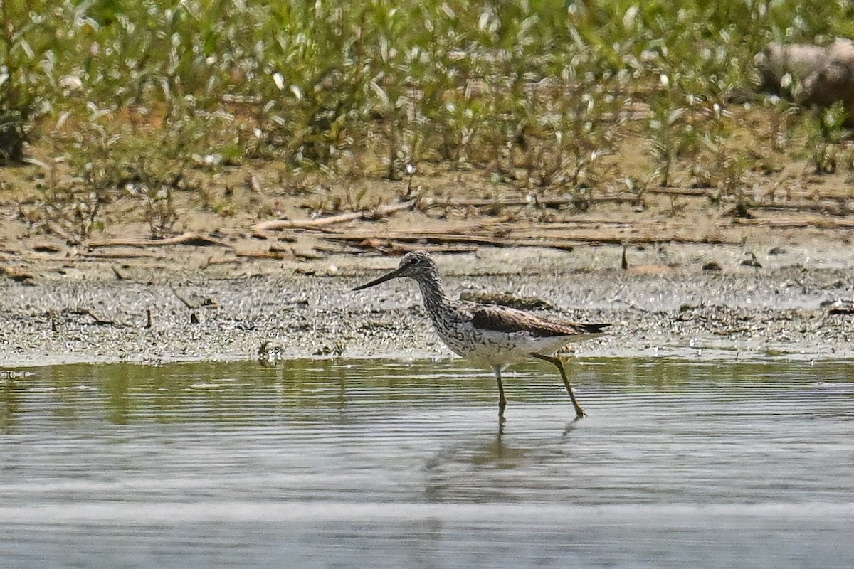 Yeşilbacak - ML646521264