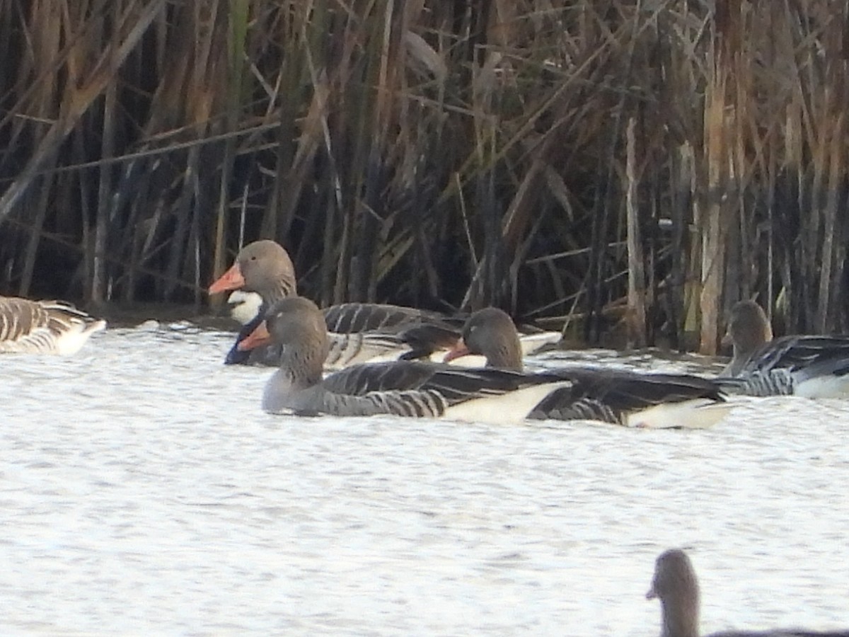 berneška bělolící - ML646521265