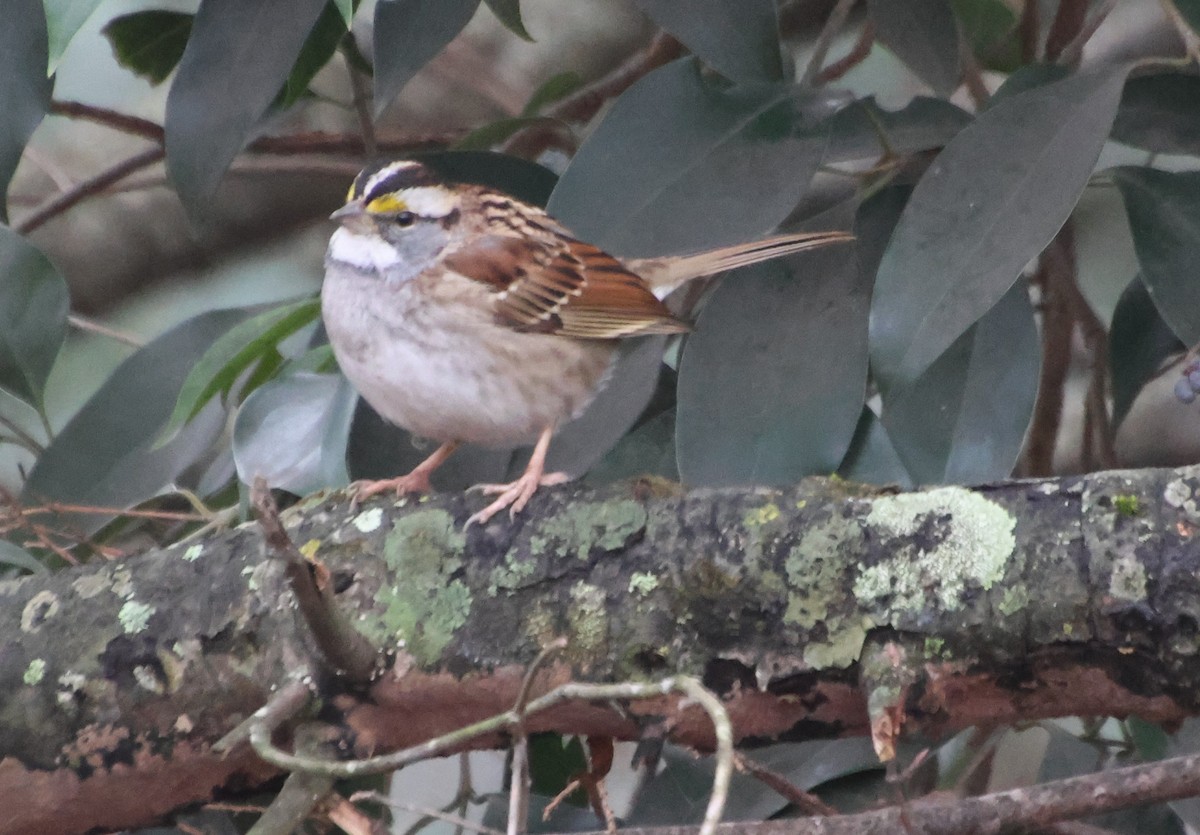 White-throated Sparrow - ML646521266