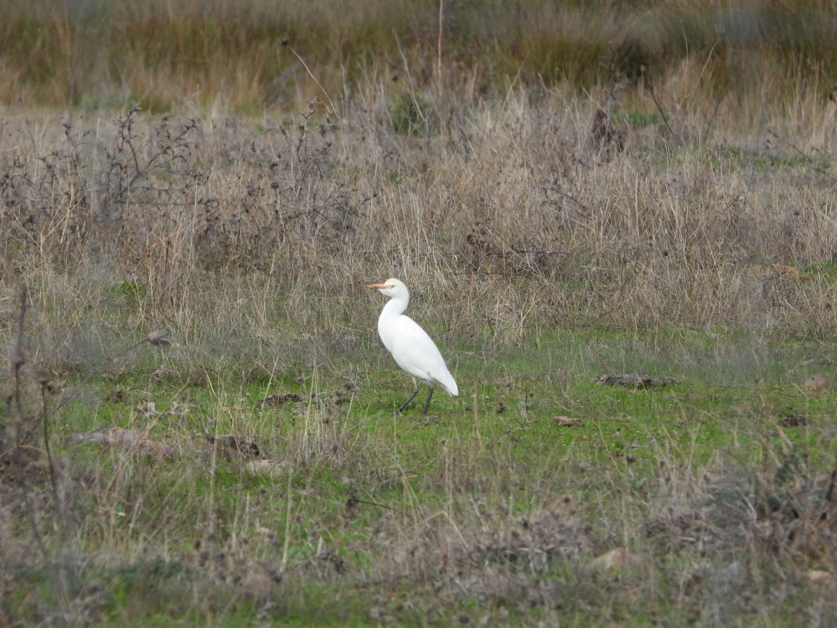 Western Cattle-Egret - ML646521267