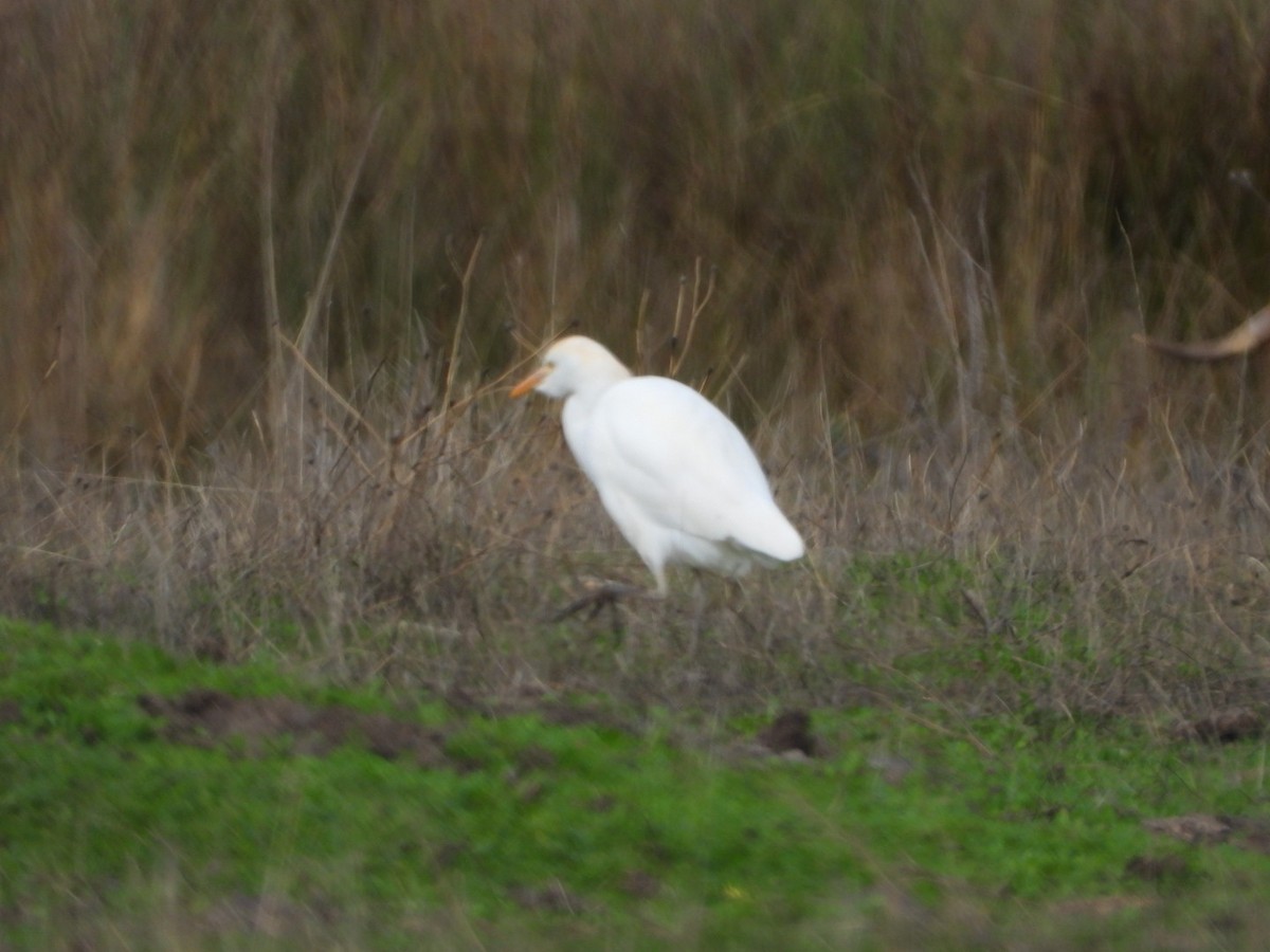 Western Cattle-Egret - ML646521268