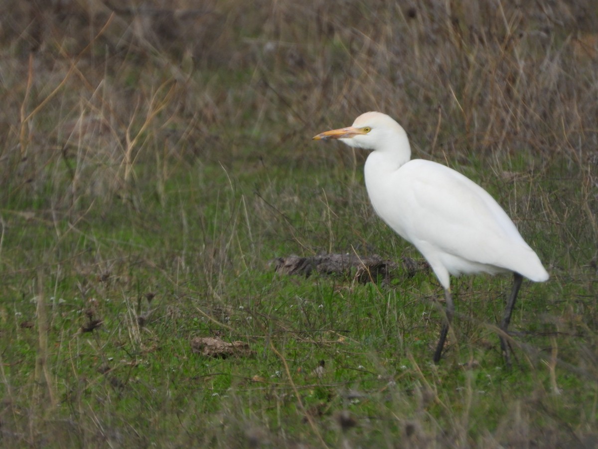 Western Cattle-Egret - ML646521269