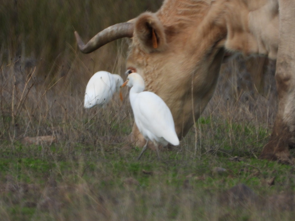 Western Cattle-Egret - ML646521270