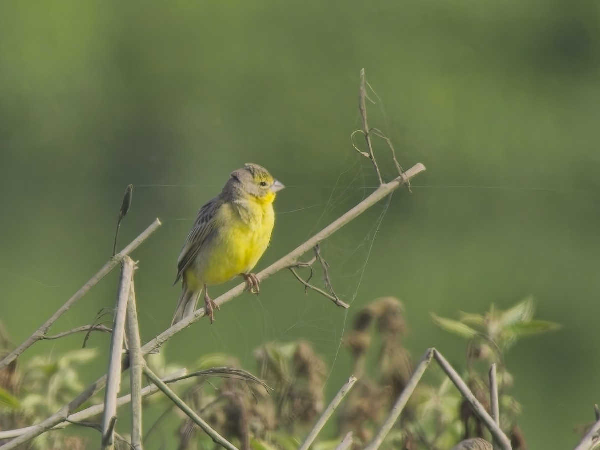 Grassland Yellow-Finch - ML646521274
