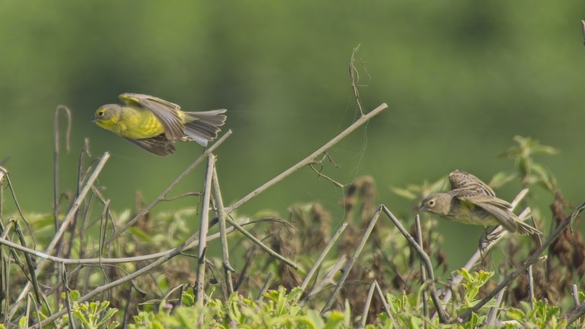 Grassland Yellow-Finch - ML646521275