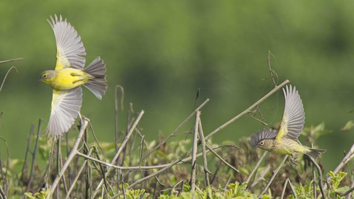 Grassland Yellow-Finch - ML646521276