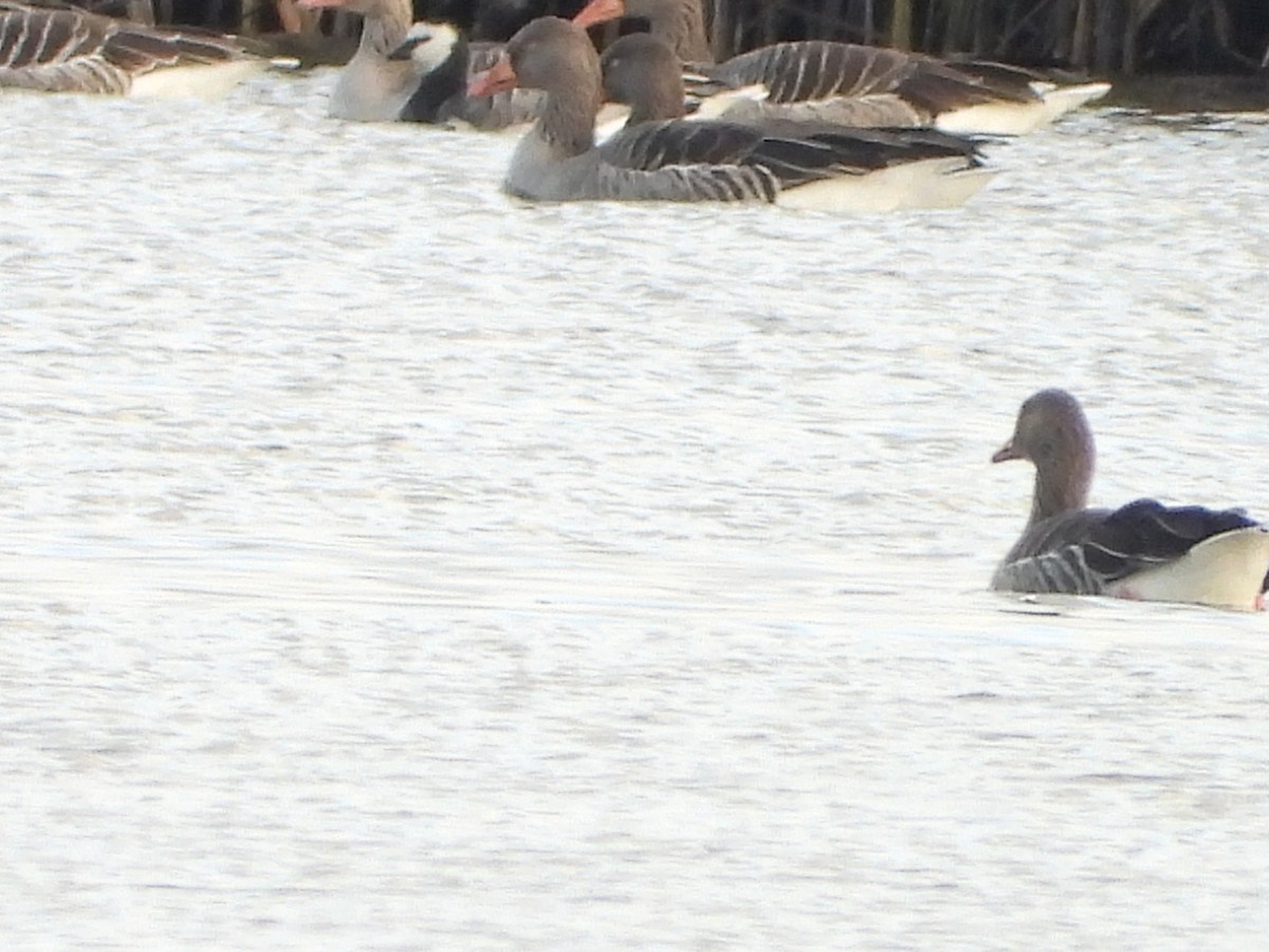 berneška bělolící - ML646521281