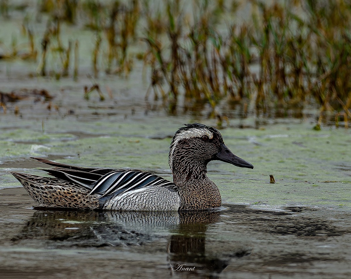 シマアジ - ML646521282