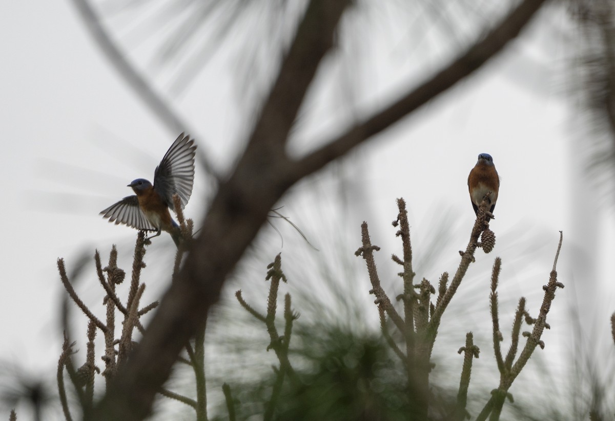 Eastern Bluebird - ML646521283