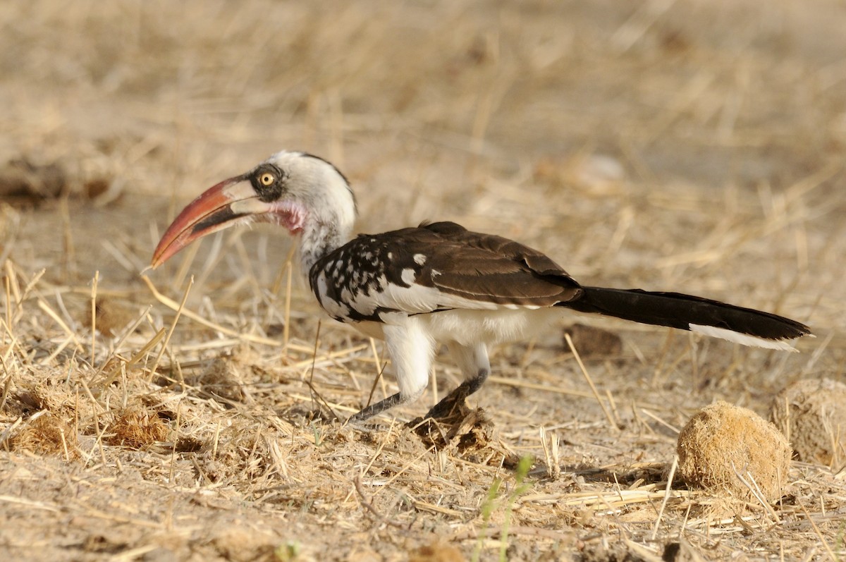 Токо танзанійський - ML646521284