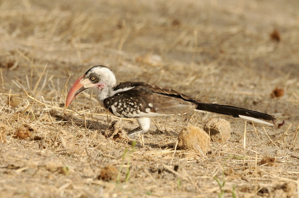 Токо танзанійський - ML646521285