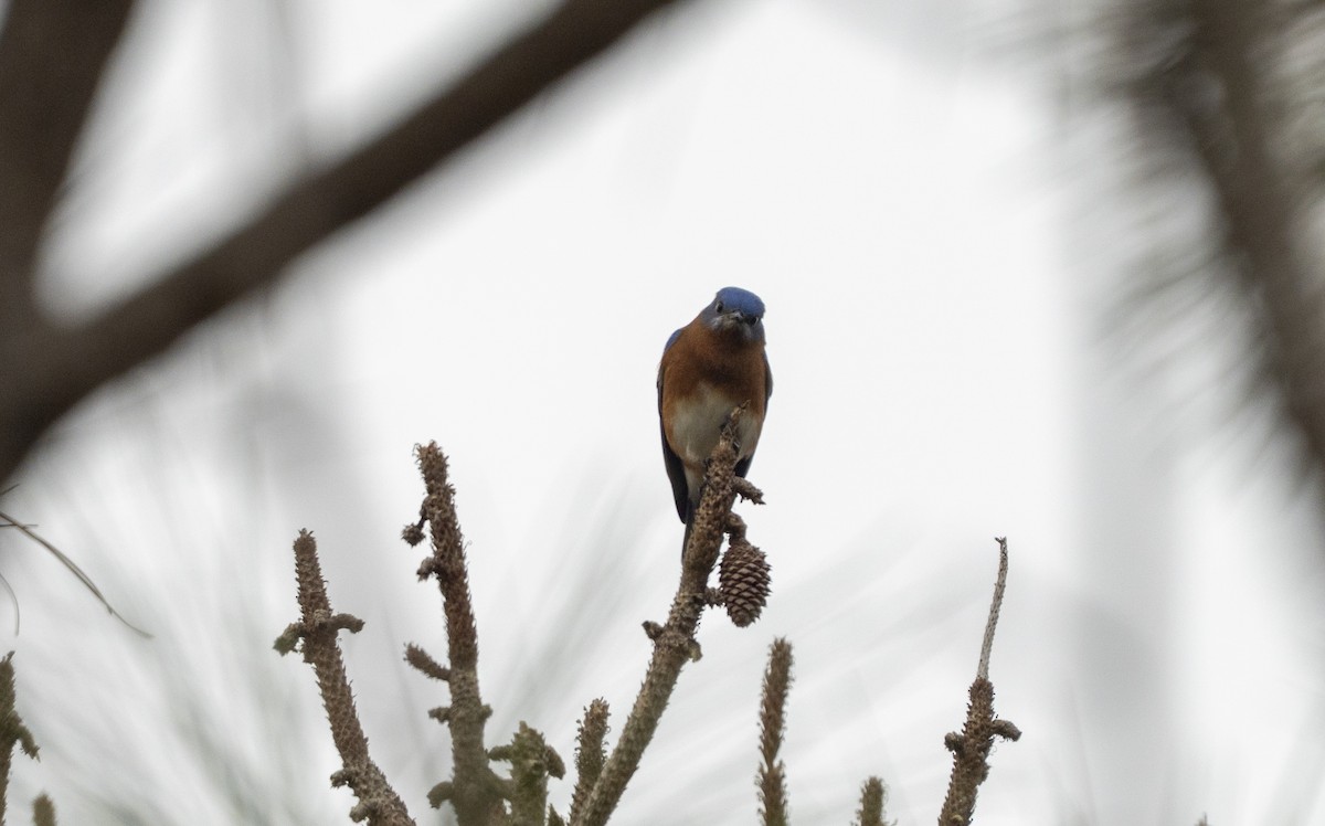 Eastern Bluebird - ML646521286