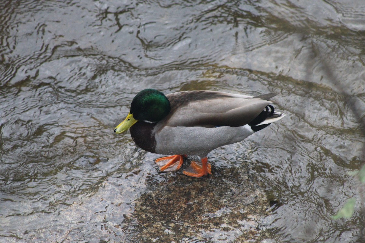 Mallard - ML646521287