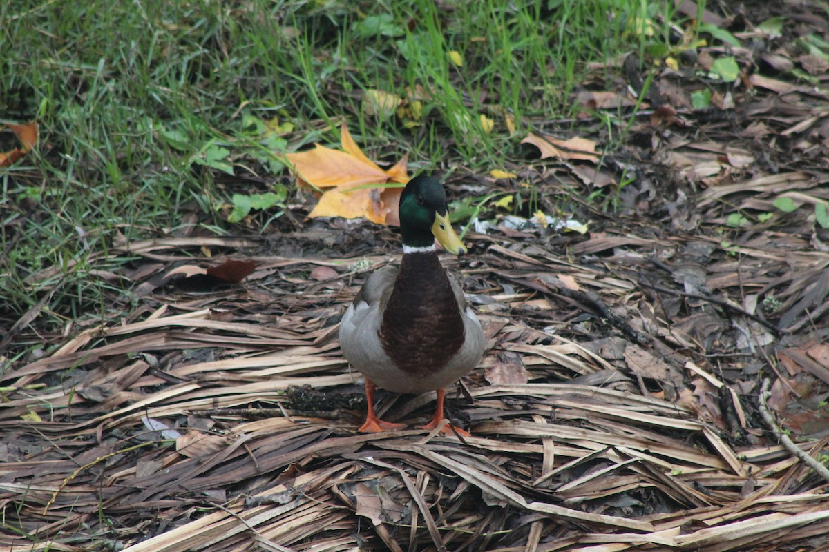 Mallard - ML646521290