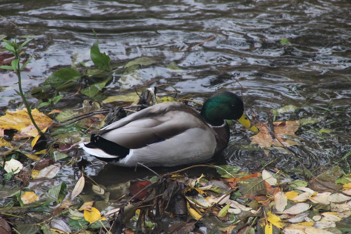 Mallard - ML646521291