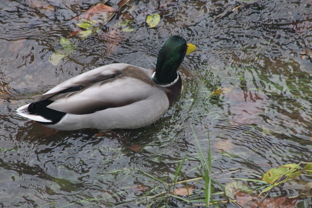 Mallard - ML646521292