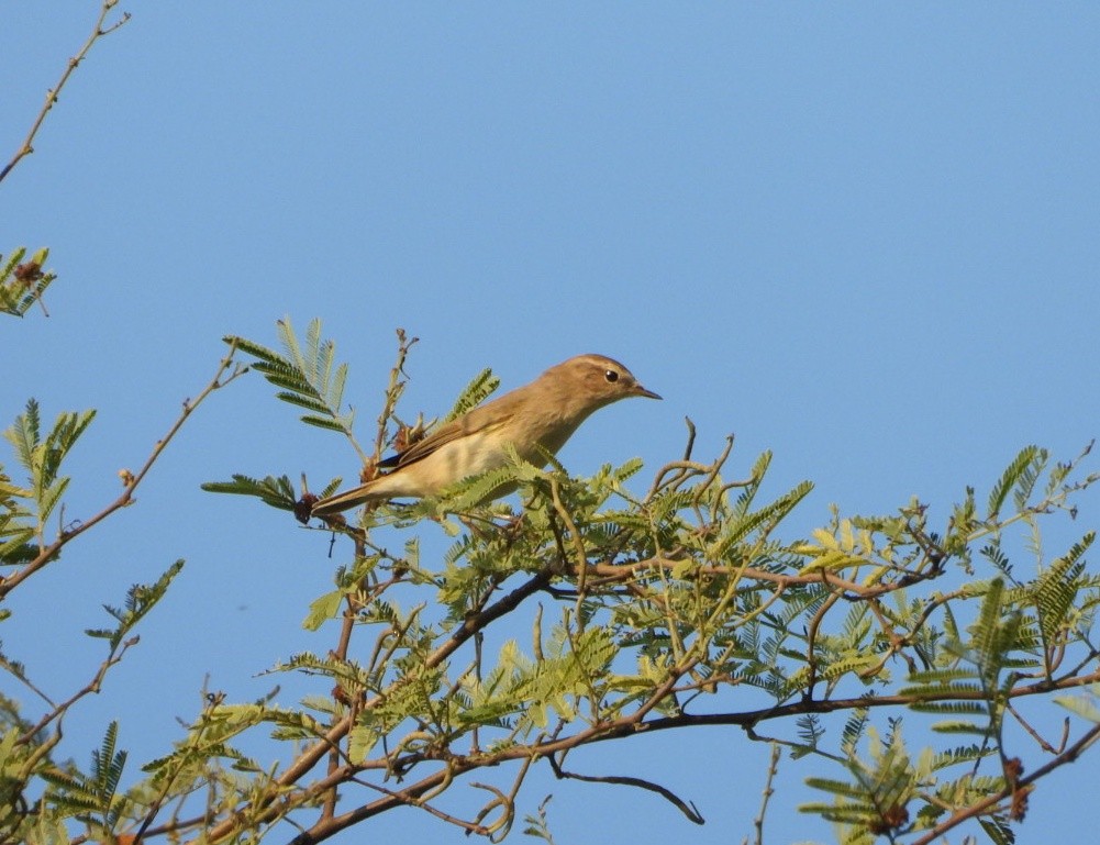 Вівчарик-ковалик - ML646521293