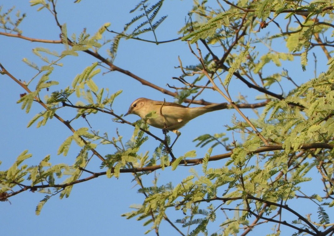Вівчарик-ковалик - ML646521294