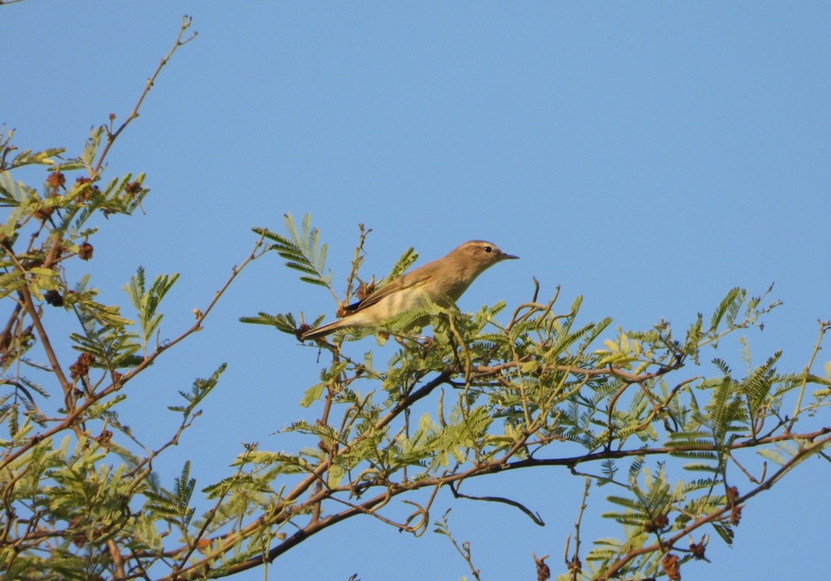 Вівчарик-ковалик - ML646521296