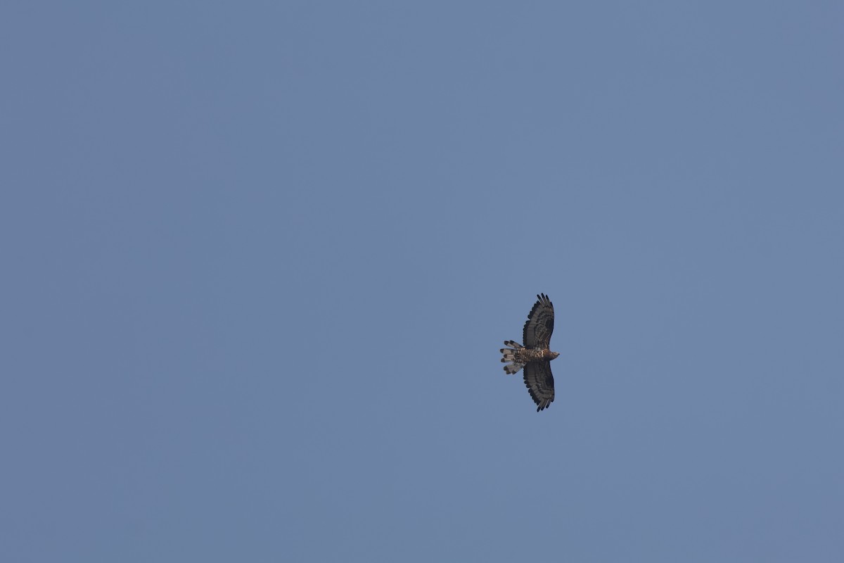 European Honey-buzzard - ML646521297
