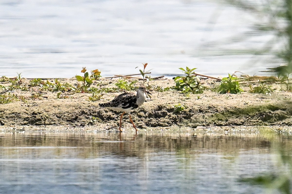 Döğüşkenkuş - ML646521299