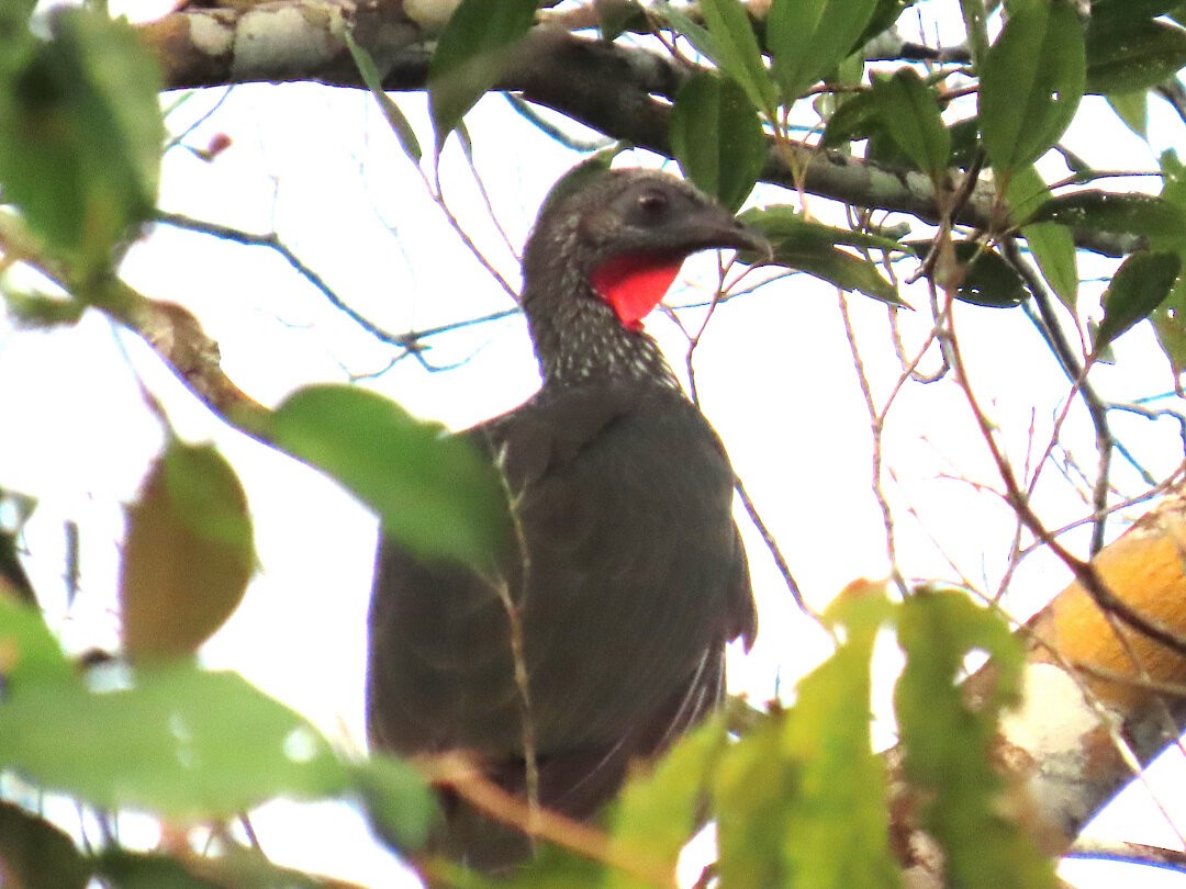 Pava Marail - ML646521306