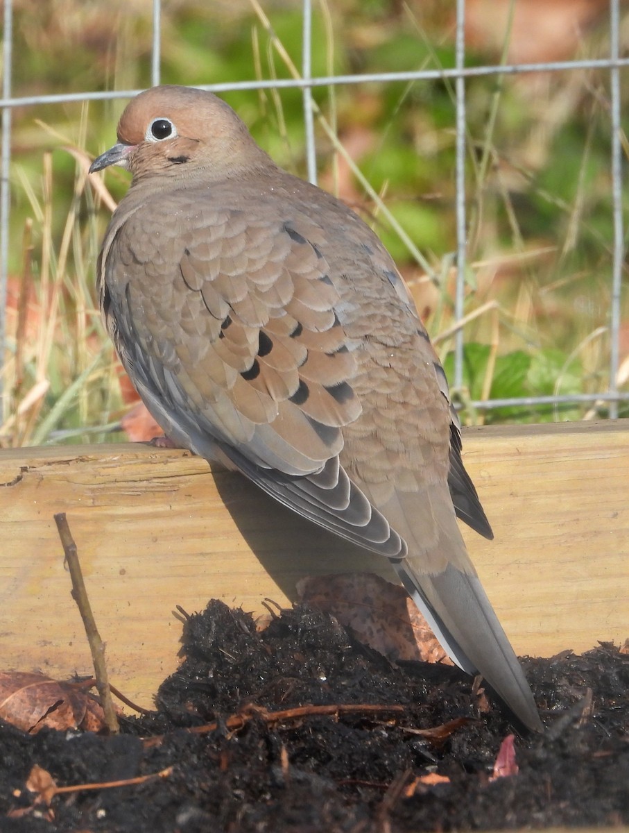 Mourning Dove - ML646521307
