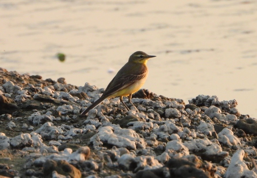 Плиска жовта - ML646521312