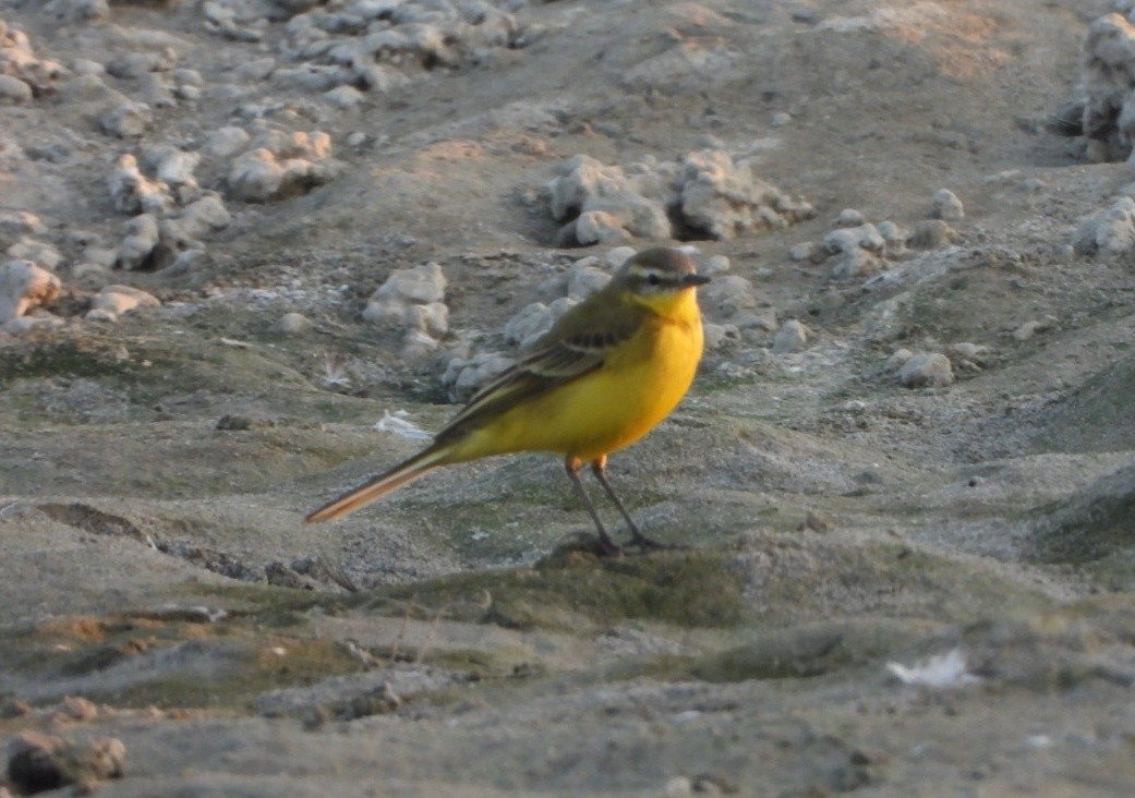 Плиска жовта - ML646521313