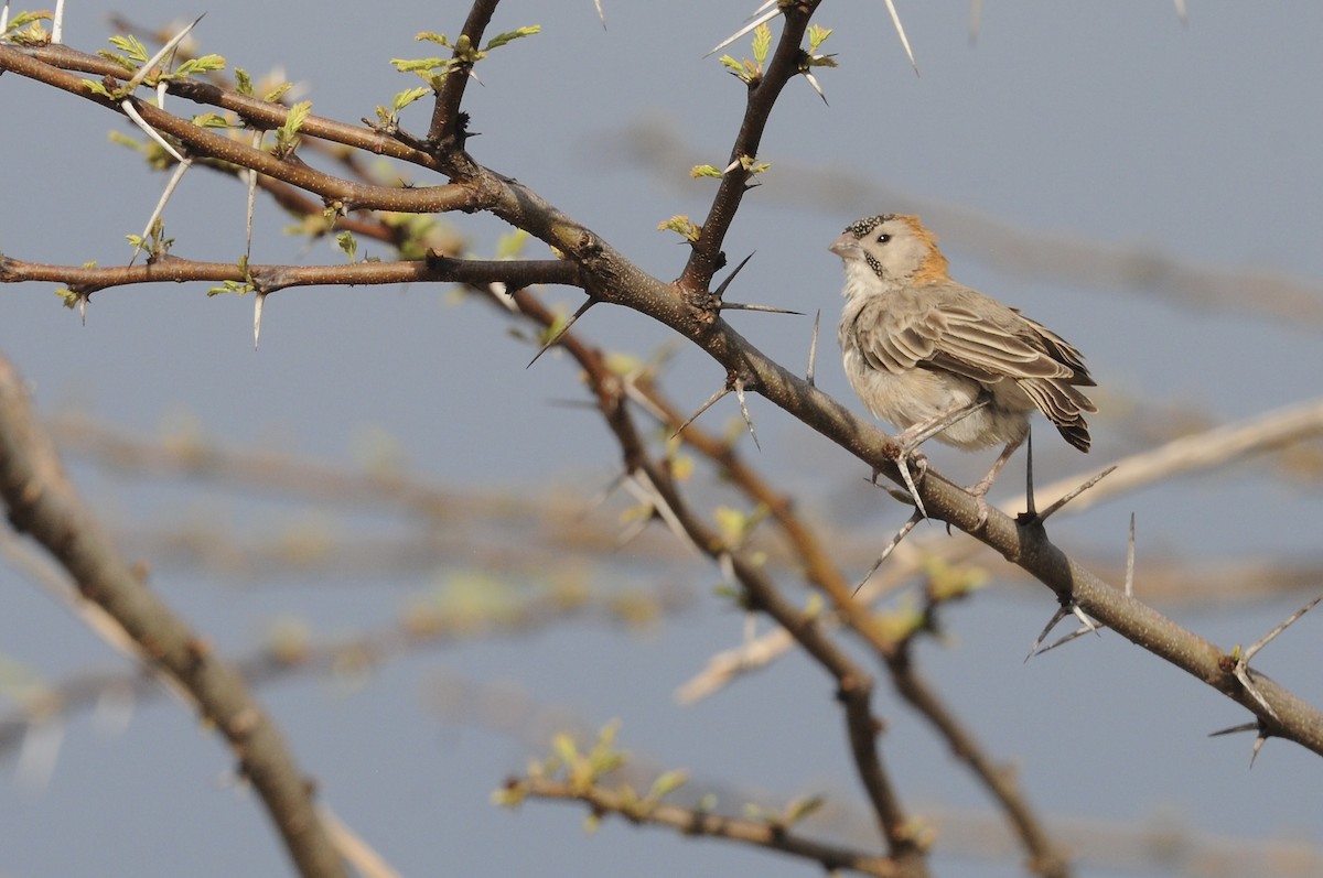 Магалі-вусань північний - ML646521314