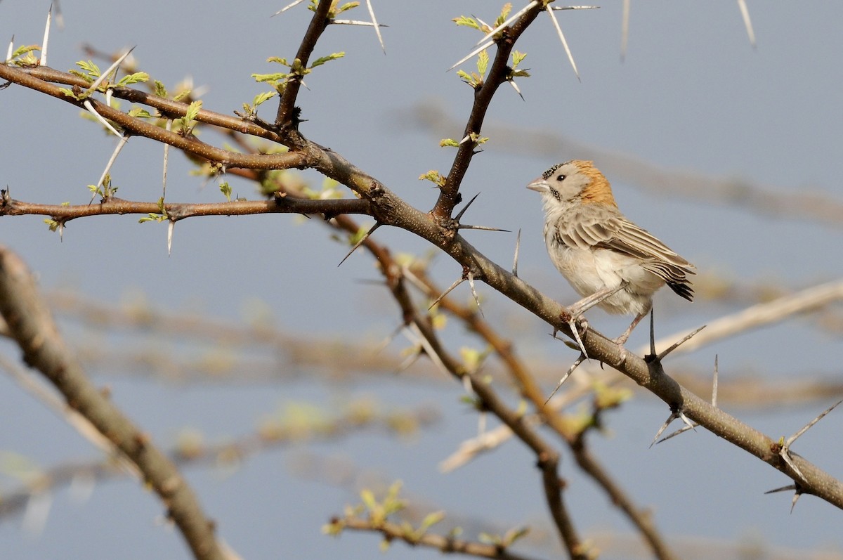 Магалі-вусань північний - ML646521315