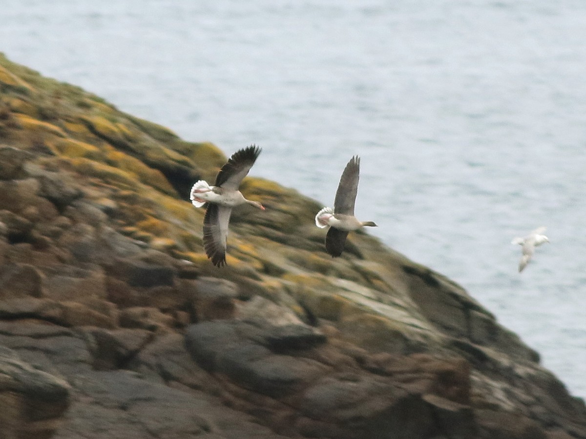Pink-footed Goose - ML646521321