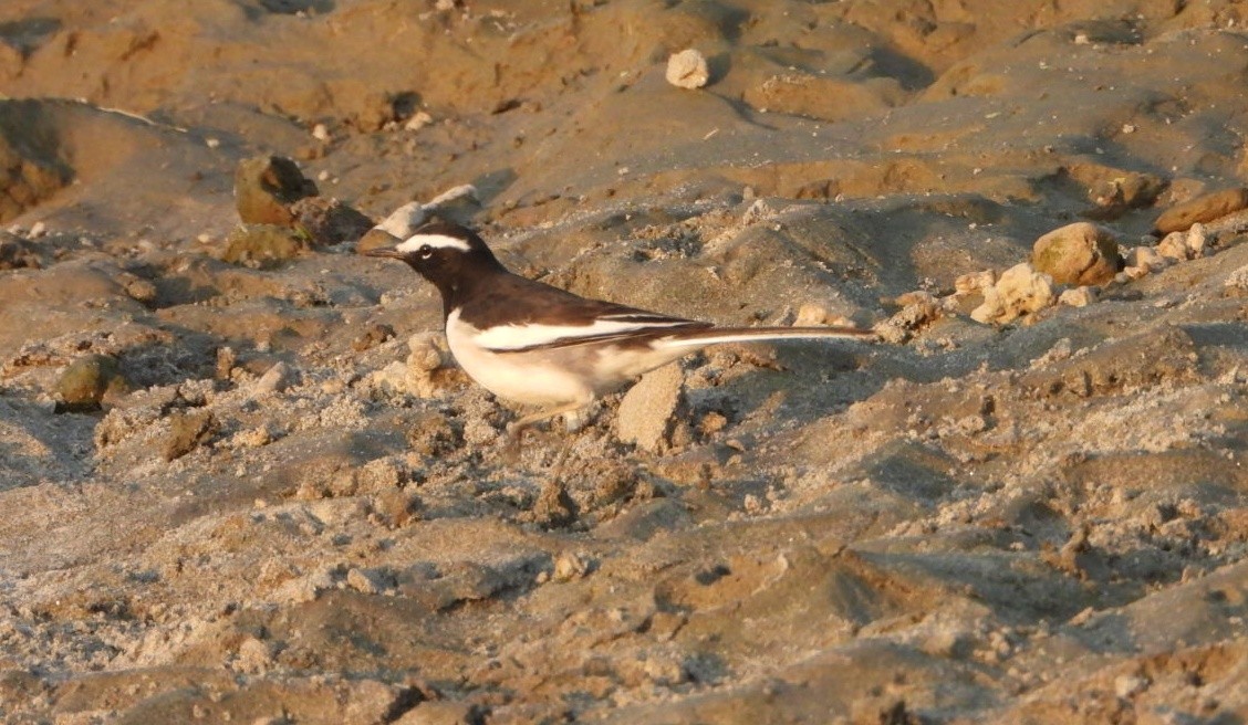 White-browed Wagtail - ML646521322