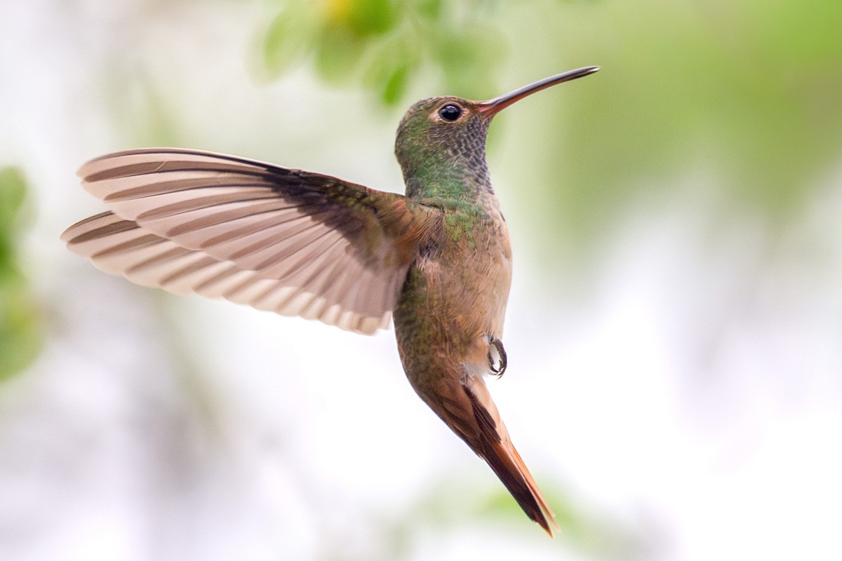 アカハシエメラルドハチドリ - ML646521323