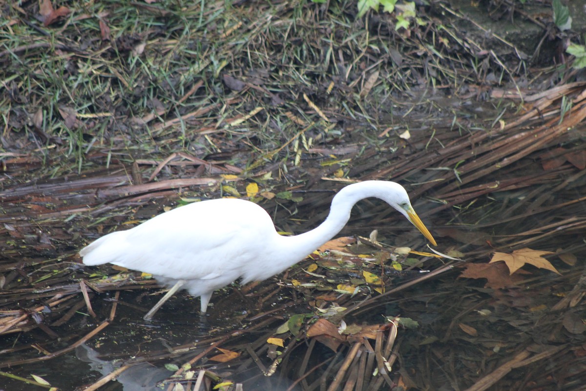 Silberreiher - ML646521324