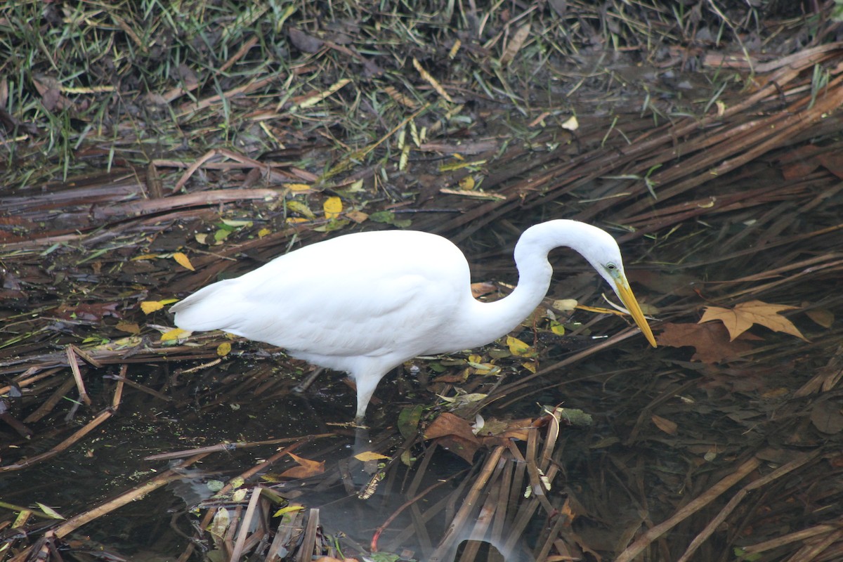 Silberreiher - ML646521325