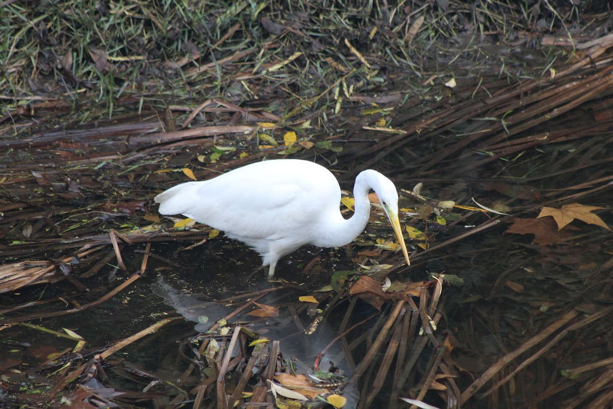 Silberreiher - ML646521326