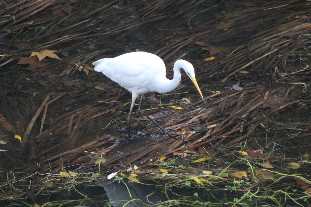 Silberreiher - ML646521327