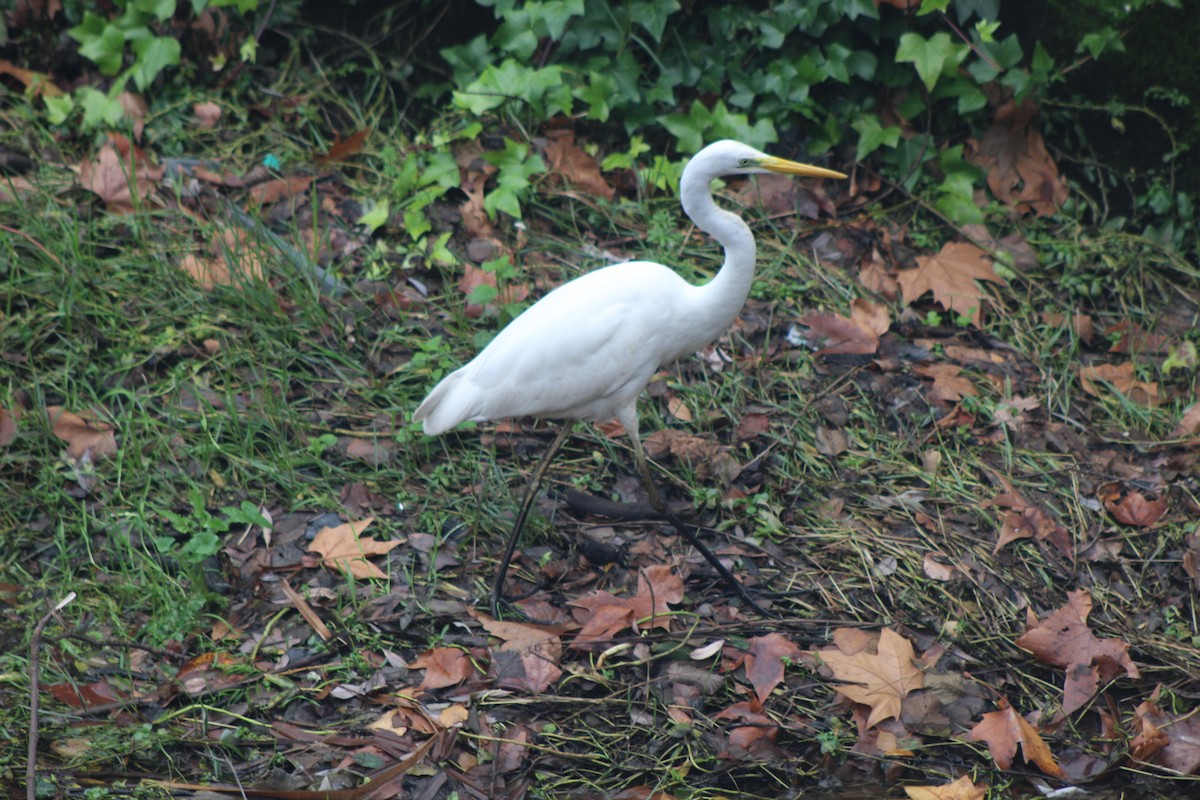 Silberreiher - ML646521328