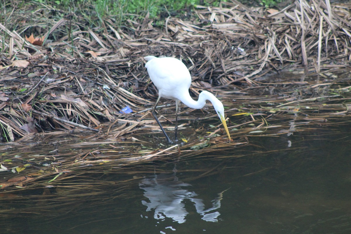 Silberreiher - ML646521329